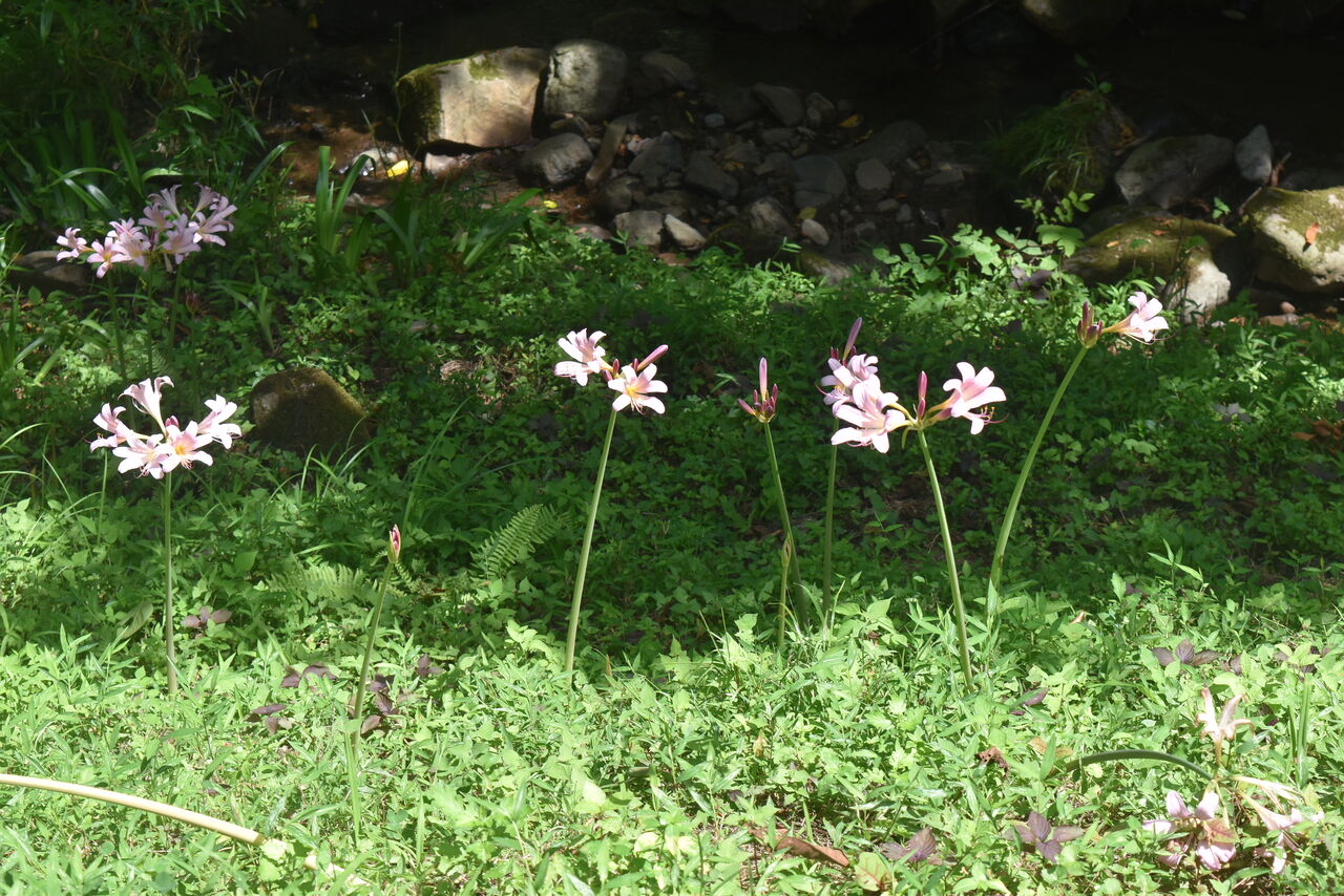 季節の便り ３０１ 丹後の夏２ 丹後の野山を歩こう会