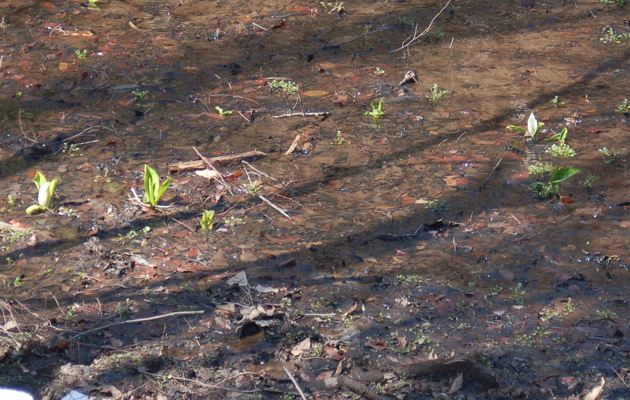 丹後の山野草 25 ミズバショウ 弥栄町金剛童子山 丹後の野山を歩こう会