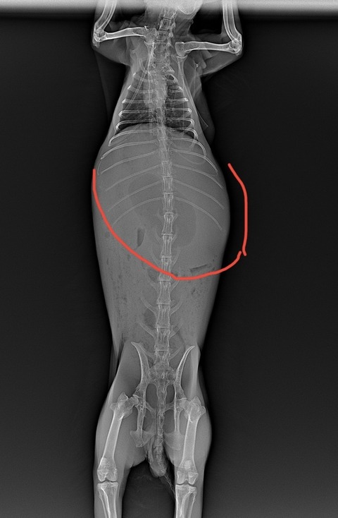 スクリーンショット 2024-01-18 8.39.57