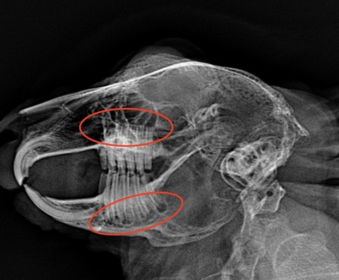 スクリーンショット 2023-12-01 16.43.19