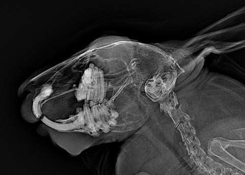 スクリーンショット 2024-01-12 11.29.45