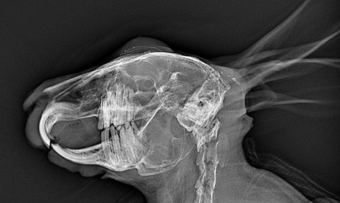 スクリーンショット 2023-11-12 11.14.59