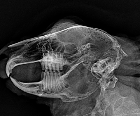 スクリーンショット 2023-12-01 16.43.19