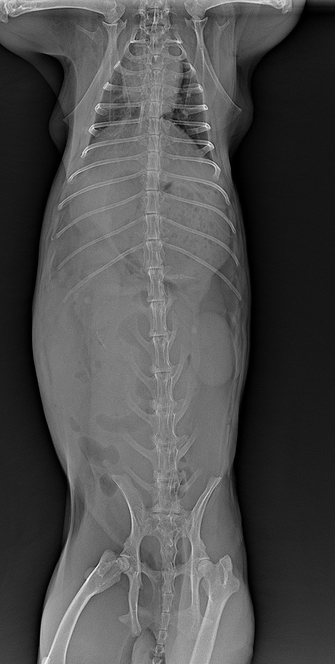 スクリーンショット 2024-04-01 16.03.41