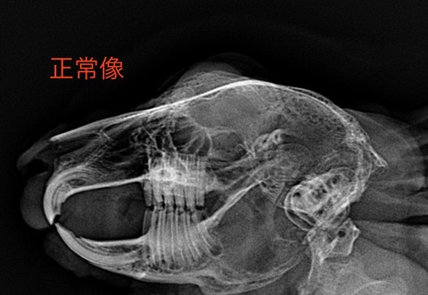 スクリーンショット 2023-12-01 16.43.19