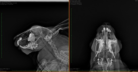 スクリーンショット 2024-01-12 11.29.45