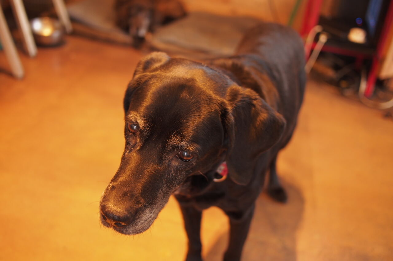 テキサス ロングホーン 福岡 太宰府 Davidnuuhiwaのblog