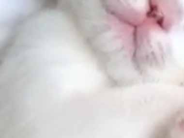 １匹の子ネコが眠っていた。笑顔で「にゃっこり♪」 → かわいい子猫の寝顔はこんな感じ…