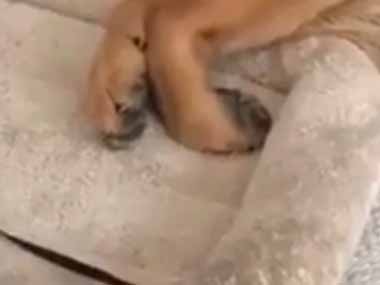 ネコが「これは何だろう？」 床で子犬がぐっすり寝ていた → 気になる猫はこうします…