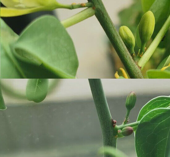 文福茶釜