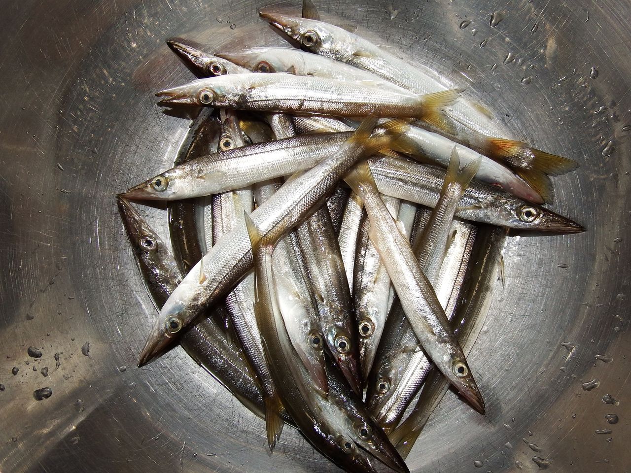 鉛筆上等カマスは美味い 新潟東港周辺デイアジング専科