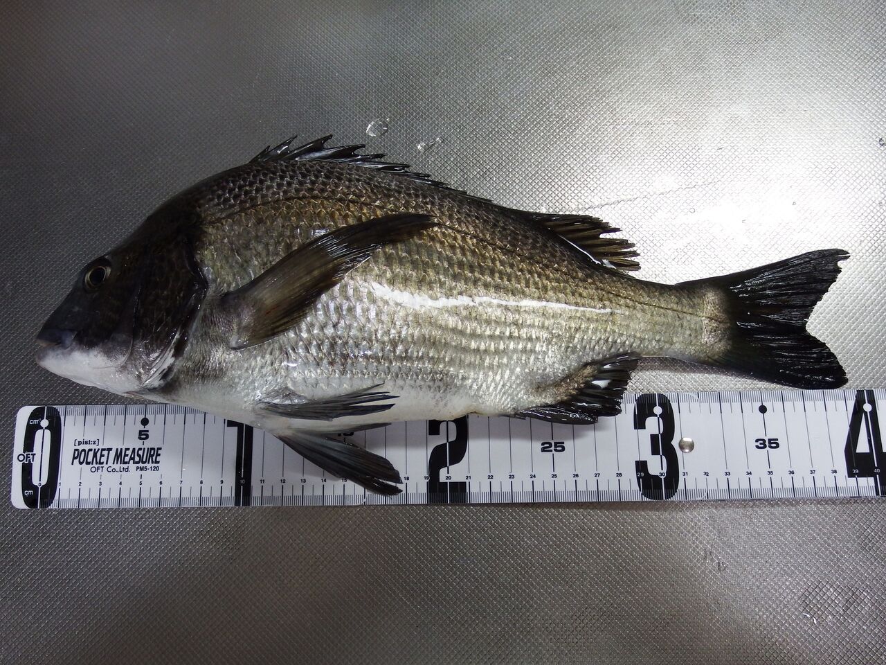 ダイソーメタルバイブでクロダイ 新潟東港周辺デイアジング専科