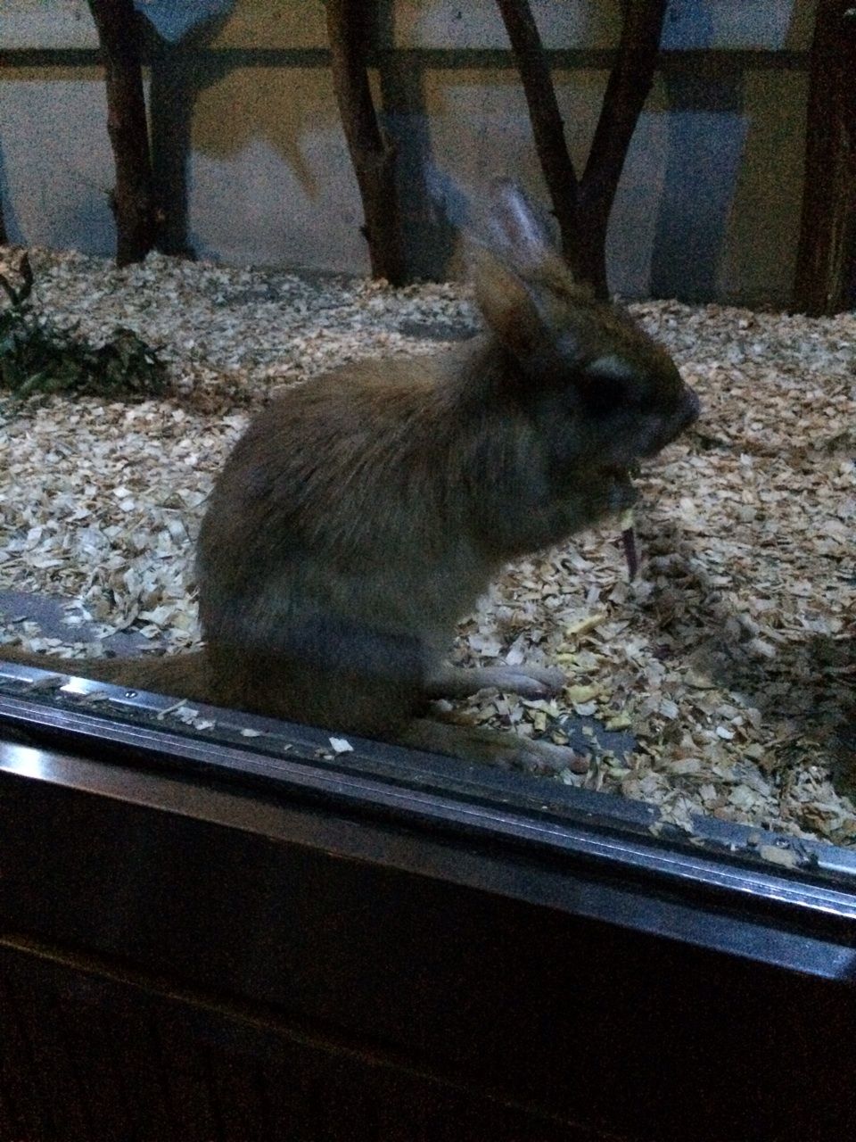 顔合わせ 上野動物園 後半 太宰府 天満宮