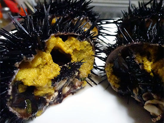 臼谷漁港で、うに（生物）を買い、自宅でうに（食物）に！殻付き活うにを割って食う！ : ミーハーのこだわり