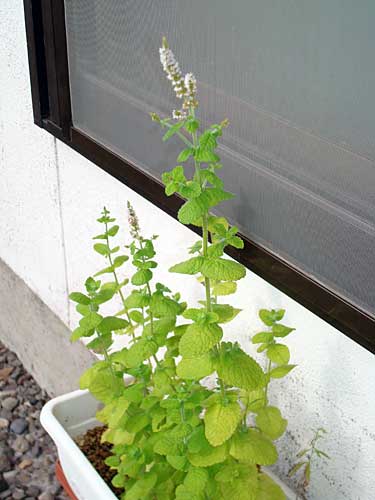 ���᡼�� 1