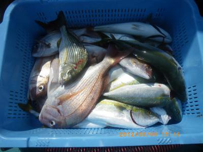 ���ʥ����������