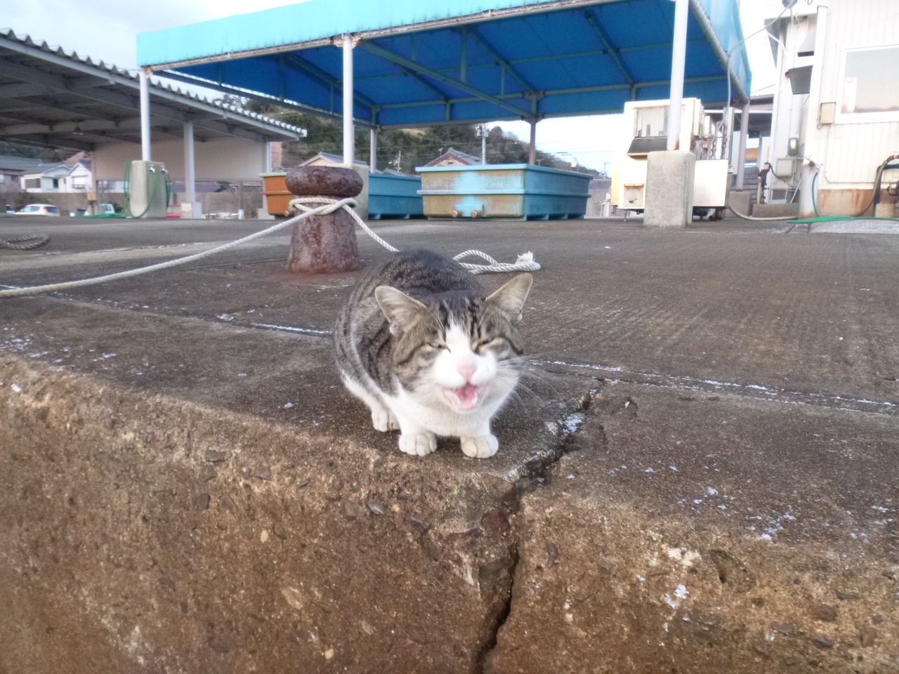 ��Х���ꣲ