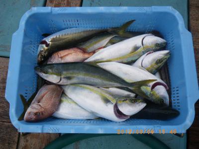 ���ʥ����