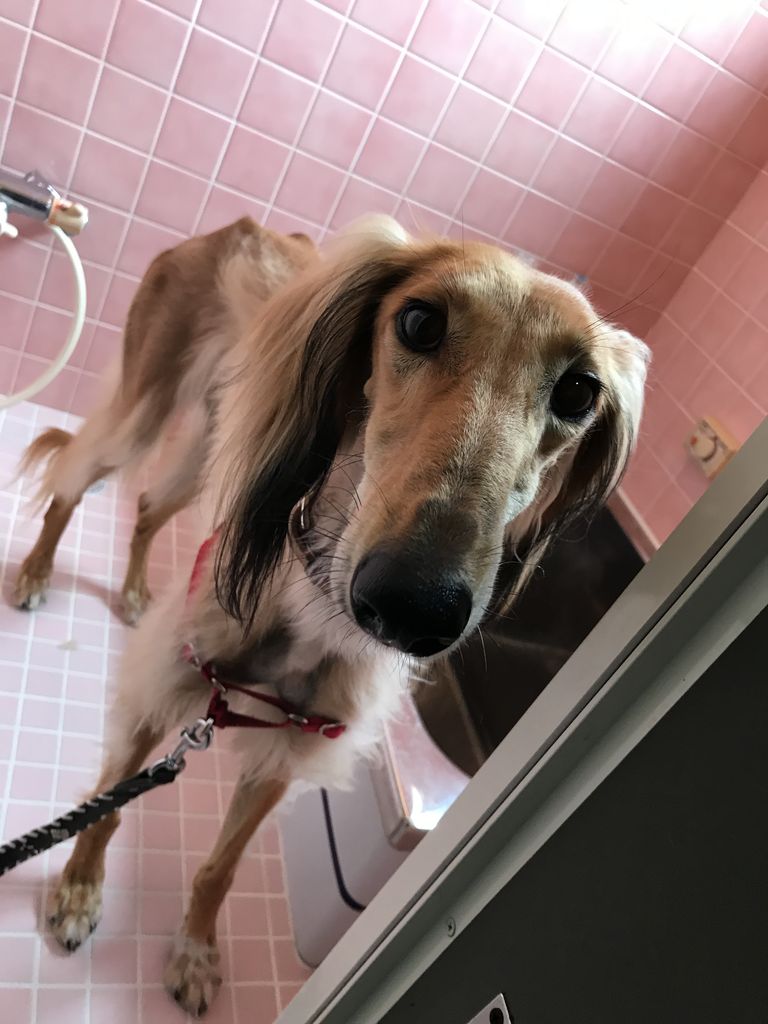 グルーミング 素敵なサルーキちゃん Dog Cafe Noir ノアール 三重県志摩市