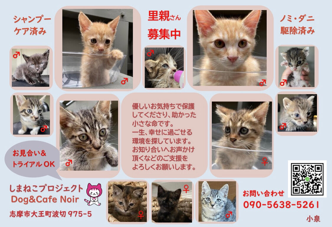 しまねこプロジェクト】里親さん募集🐈u200d⬛ : Dog&Cafe Noir(ノアール