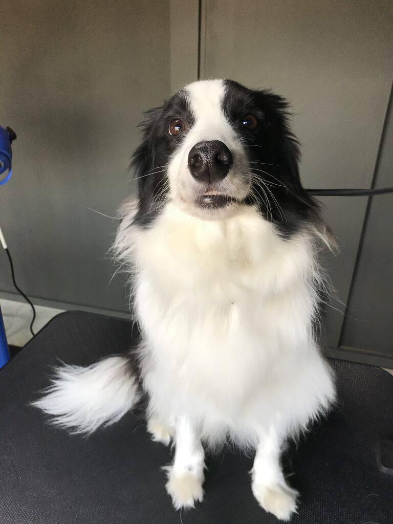 グルーミング ボーダーコリーちゃん Dog Cafe Noir ノアール 三重県志摩市