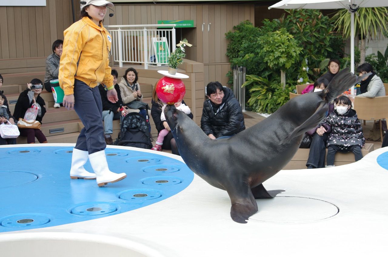 サンシャイン国際水族館の写真 アシカショー Dd0ne Cafe