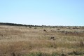 Antilope Island K