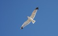 Antilope Island A