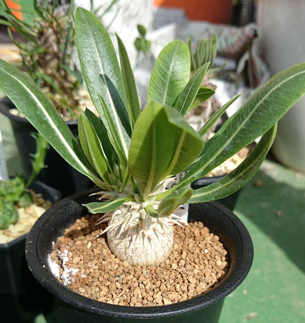 多肉植物 冬越し作戦 埼玉県南部 Part1 屋内編 アヒル百卒長のユーフォルビア戦記 多肉植物 冬越し作戦 埼玉県南部 Part1 屋内編 アヒル百卒長のユーフォルビア戦記