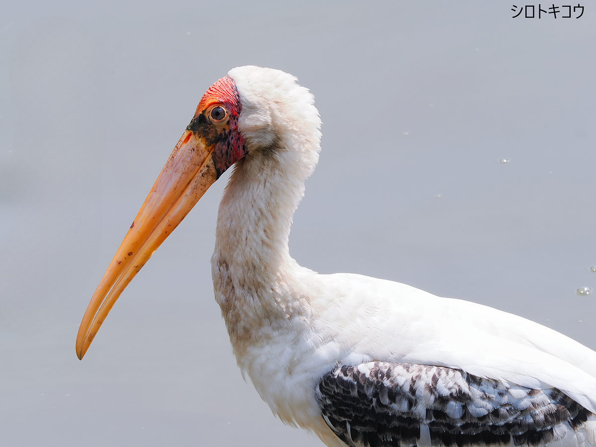 コジロウ uroco】新登場”ウロコジグ150g SPINEGI SP COLOR”羅臼沖