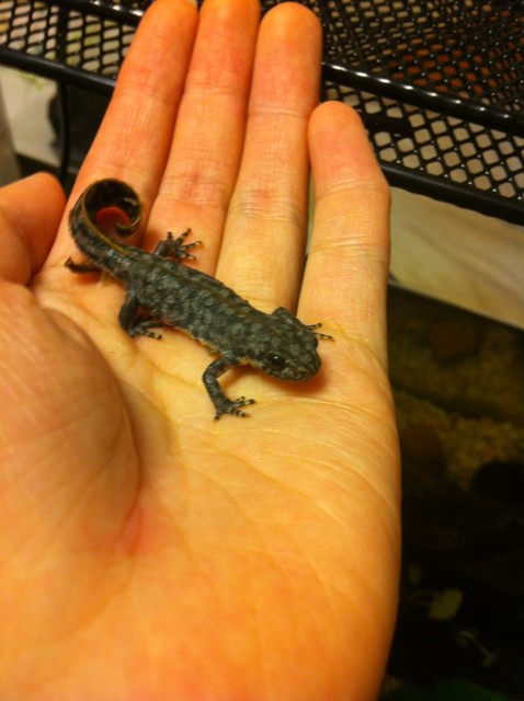 ミナミクシイモリ 空飛ぶウサギと双子のラクダ