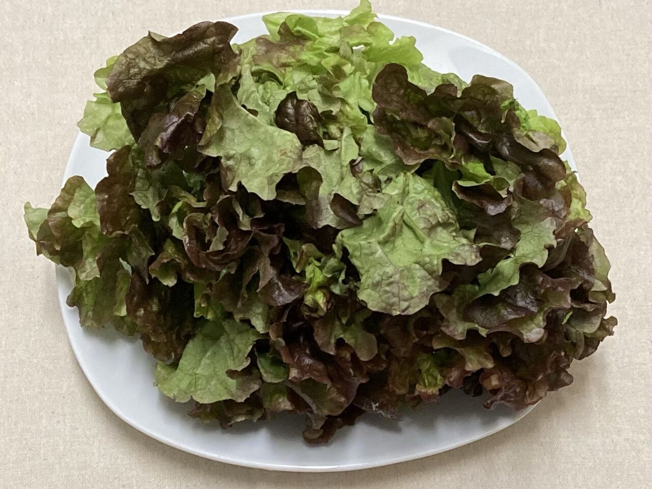 ｊａちばみどり 千葉県産リーフレタス 22 02 14 Thur 玲奈のフォトブック 変な日本語を使っているので見られたくない 定期