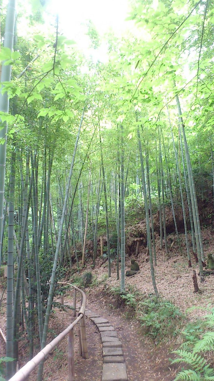 イメージ 15