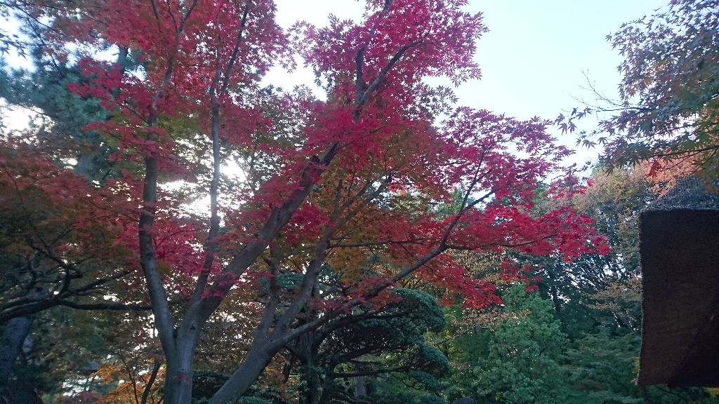 イメージ 15