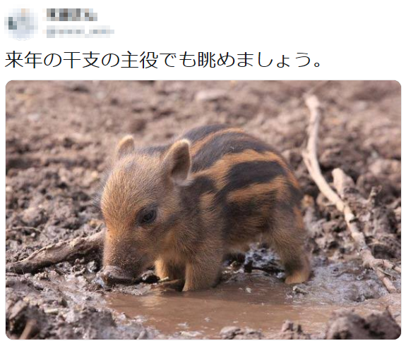ホットセール うりぼー 様 化粧水 ローション