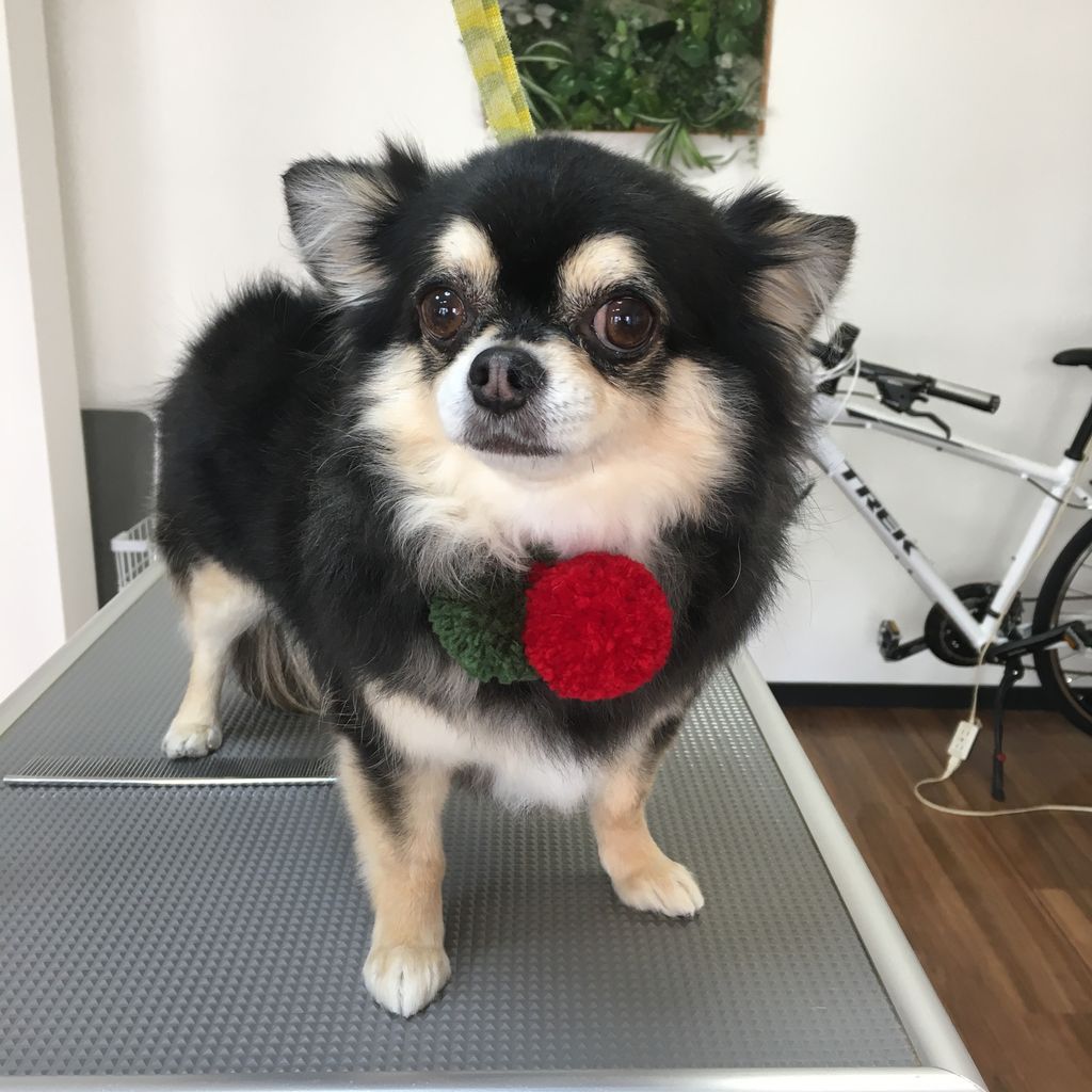チワワのコロンちゃん アンちゃん モモちゃん トリミング 岡谷市のトリミングサロン Dog Design Salo チワワのコロンちゃん アンちゃん モモちゃん トリミング 岡谷市のトリミングサロン Dog Design Salo