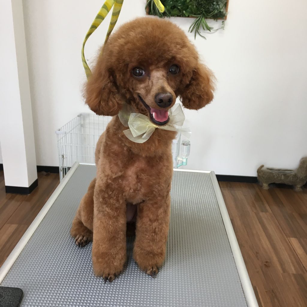トイプードルのふぅちゃん トリミング 岡谷市のトリミングサロン Dog Design Salo