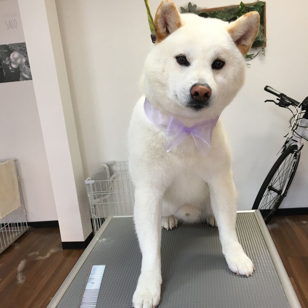柴の白郎くん トリミング 岡谷市のトリミングサロン Dog Design Salo 柴の白郎くん トリミング 岡谷市のトリミングサロン Dog Design Salo