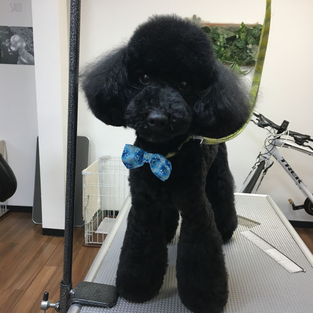 こたろう トイプードル