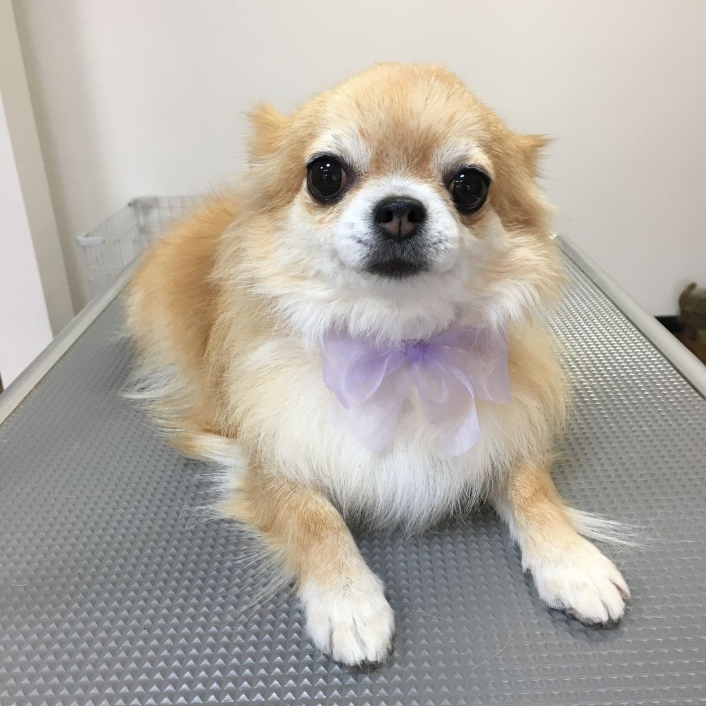 チワワのコロンちゃん アンちゃん モモちゃん トリミング 岡谷市のトリミングサロン Dog Design Salo チワワのコロンちゃん アンちゃん モモちゃん トリミング 岡谷市のトリミングサロン Dog Design Salo