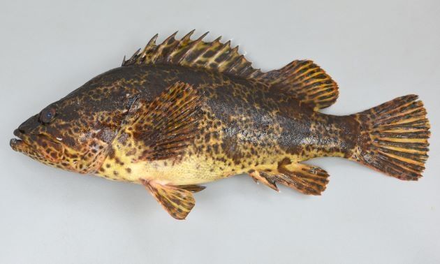 初心者向け ガシラ タケノコメバル ムラソイの見分け方 大阪南港 ゅんのblog