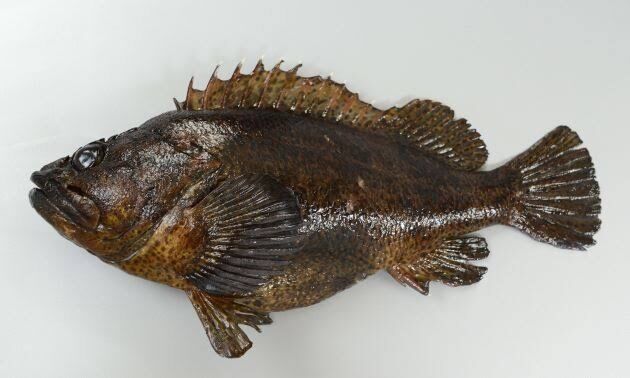 初心者向け ガシラ タケノコメバル ムラソイの見分け方 大阪南港 ゅんのblog