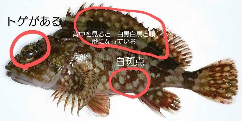 大阪南港・ゅんのblog : (初心者向け)ガシラ タケノコメバル ムラソイの見分け方
