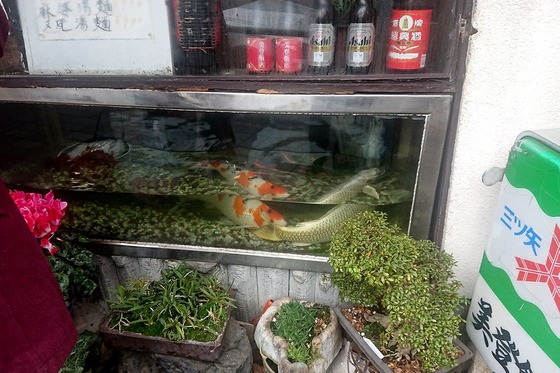 引越したいから 鯉を