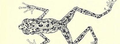cry havoc and let slip the frogs of war cry havoc and let slip the frogs of war