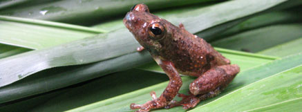 cry havoc and let slip the frogs of war cry havoc and let slip the frogs of war