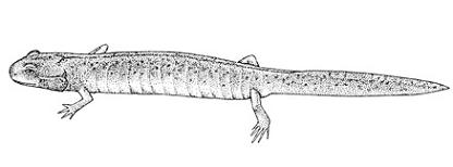 hynobius_turkestanicus