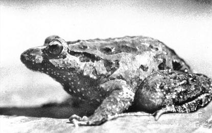 let slip the frogs of war let slip the frogs of war