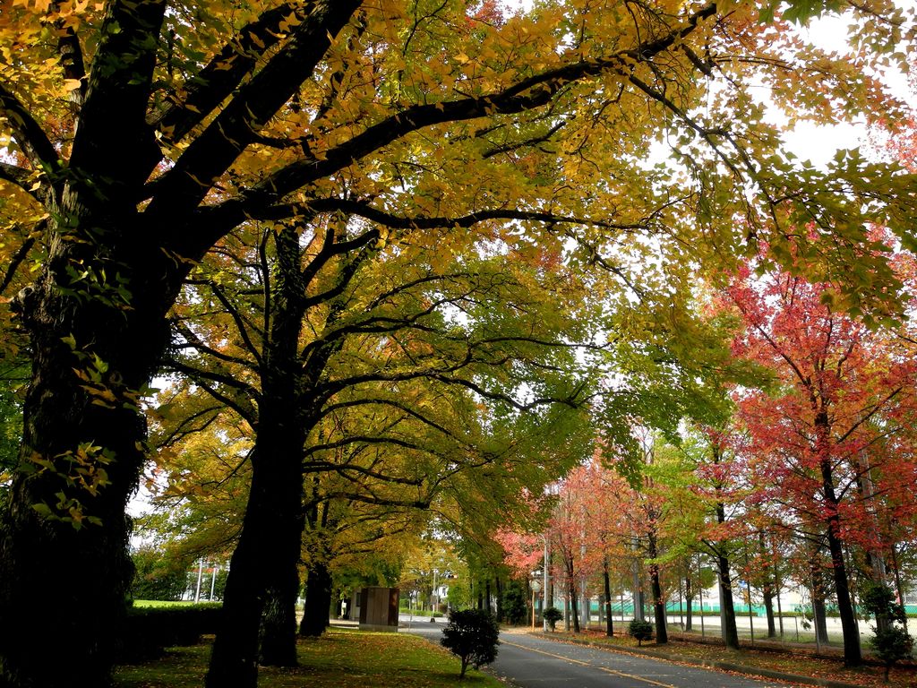 九州大学筑紫キャンパスの紅葉 鷹羽四郎の写真blog