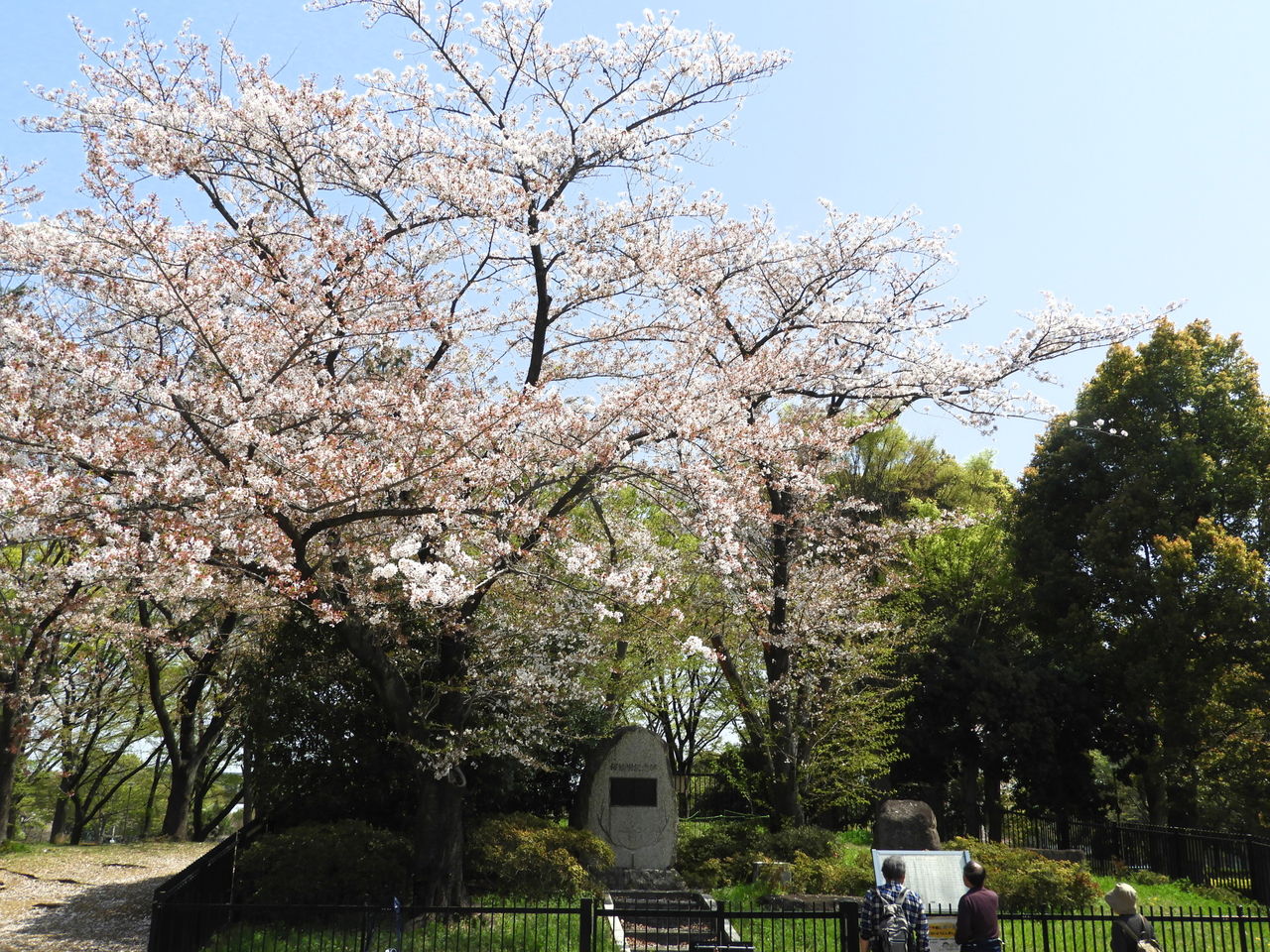 ミニウォーク 舎人公園の花見 団塊綾瀬ネットワーク だんだん ミニウォーク 舎人公園の花見 団塊綾瀬ネットワーク だんだん